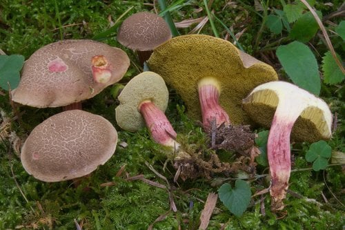 Xerocomellus chrysenteron