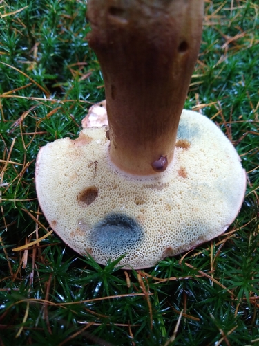 Xerocomus badius (Bay boletus) — photo