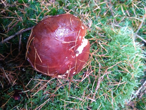 Xerocomus badius (Bay boletus) — photo