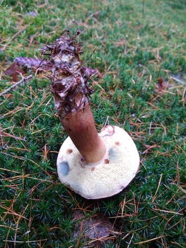 Xerocomus badius