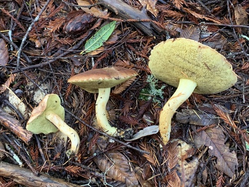 Xerocomus spadiceus