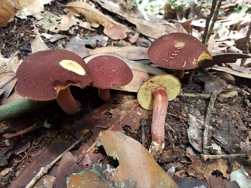 Xerocomus spinulosus