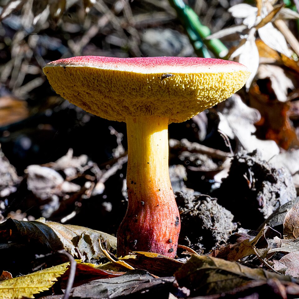 Xerocomus versicolor — photo