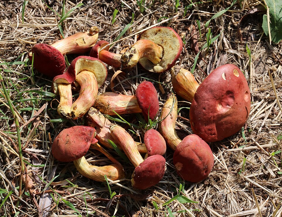 Xerocomus versicolor