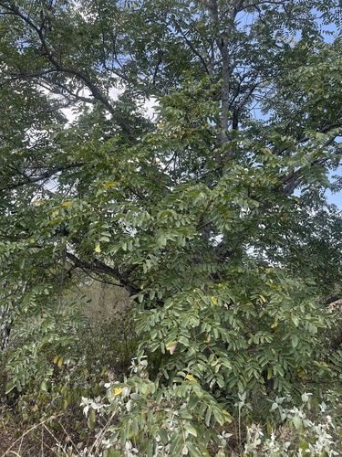 Xeroderris stuhlmannii (Wing pod) — photo