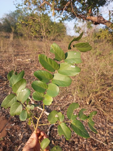 Xeroderris stuhlmannii (Wing pod) — photo