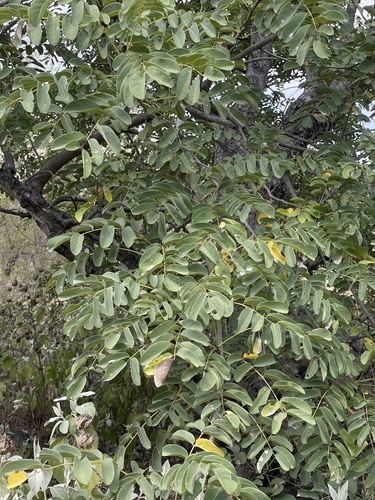 Xeroderris stuhlmannii