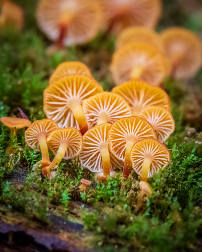 Xeromphalina campanella — photo