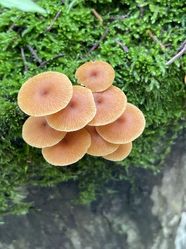 Xeromphalina campanella — photo