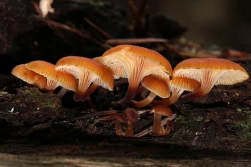 Xeromphalina campanella