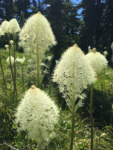 Xerophyllum tenax (Indian basket grass) — photo