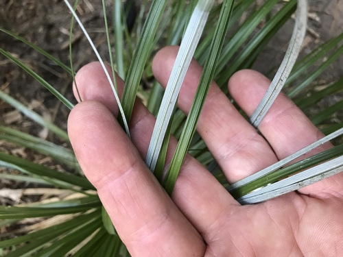 Xerophyllum tenax (Indian basket grass) — photo