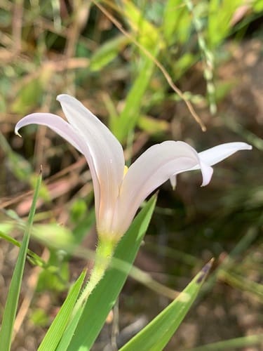 Xerophyta equisetoides (Fibrestem) — photo