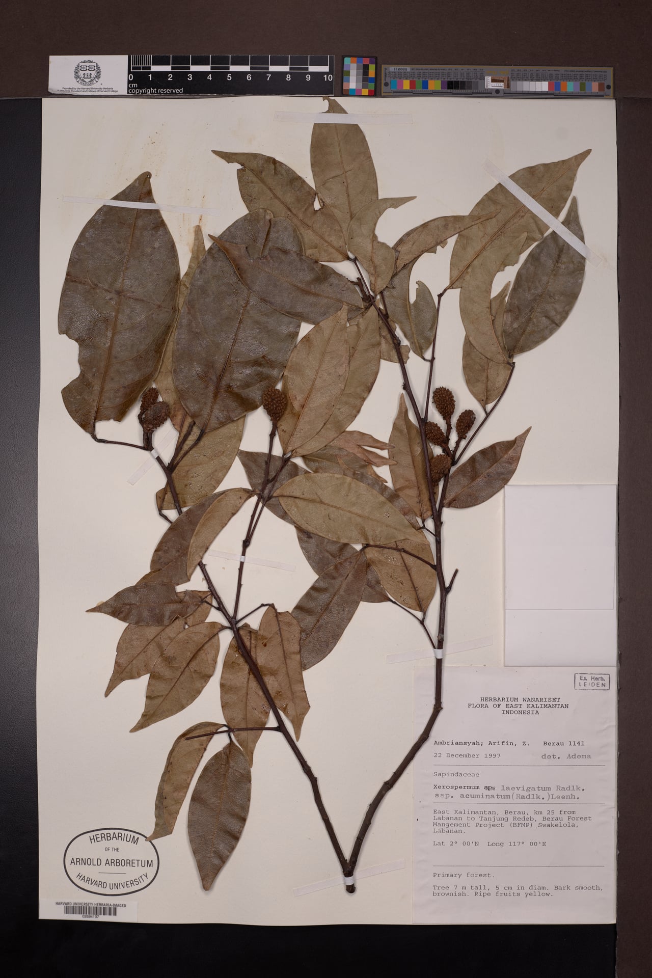 Xerospermum laevigatum (Rambutan pachat) — photo
