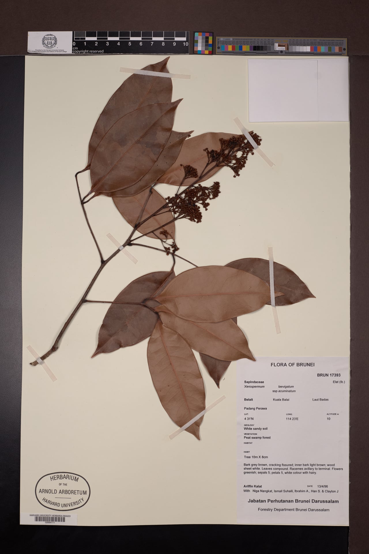 Xerospermum laevigatum (Rambutan pachat) — photo
