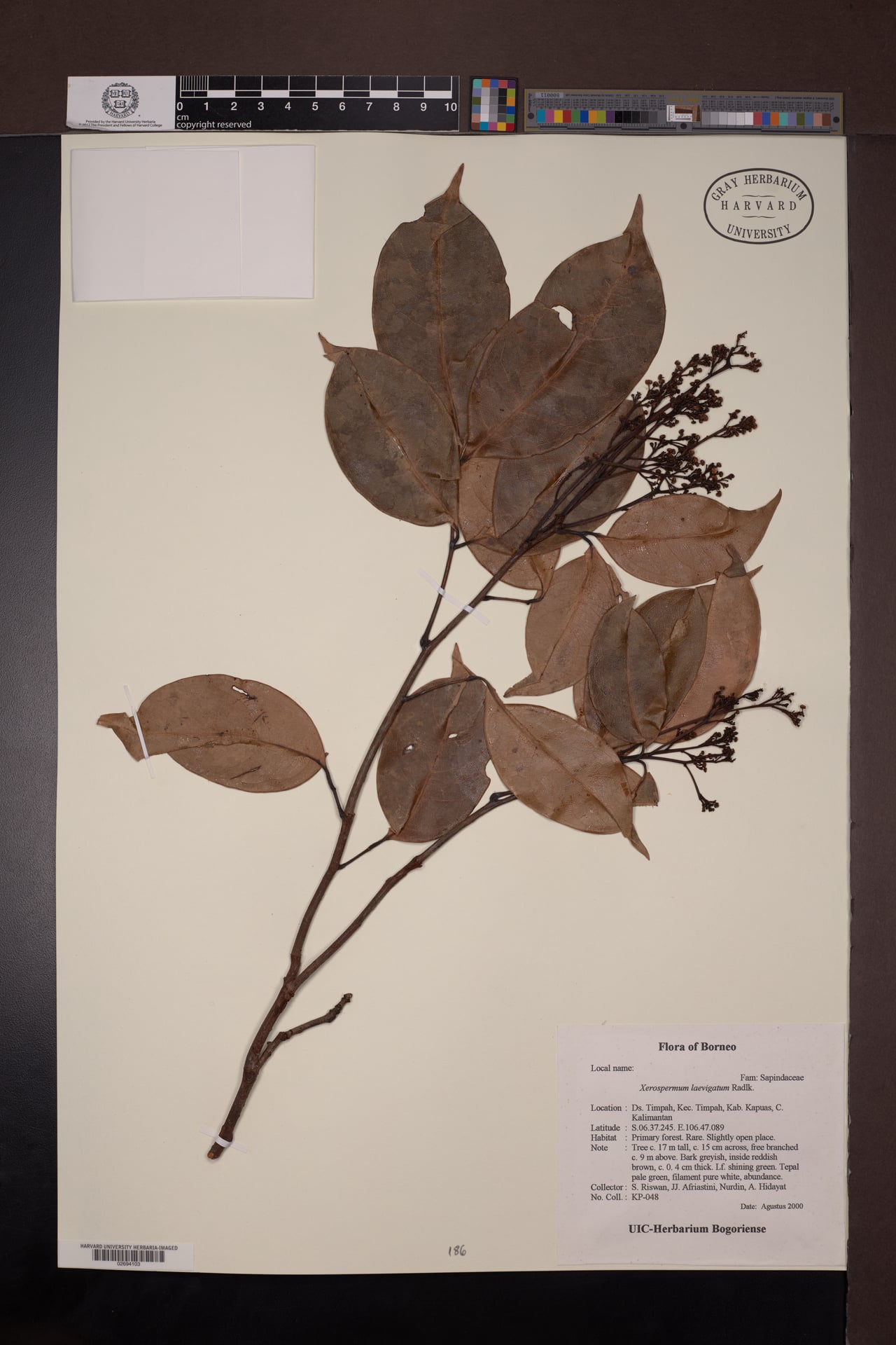 Xerospermum laevigatum