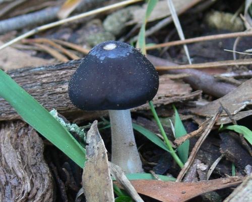 Xerula australis