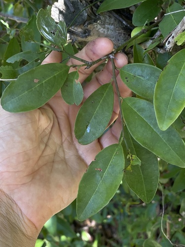 Ximenia americana (Wild olive) — photo