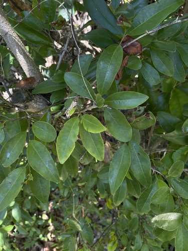 Ximenia americana (Wild olive) — photo