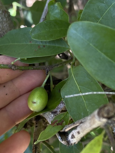 Ximenia americana