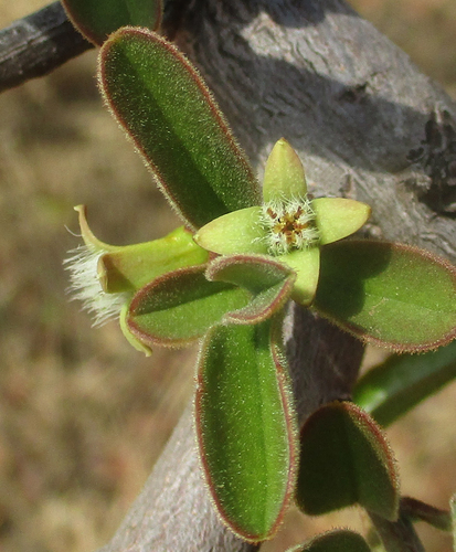 Ximenia caffra (Large sourplum) — photo