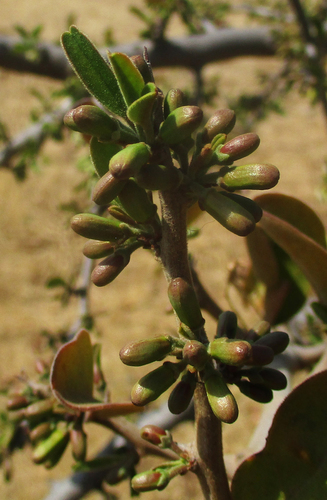 Ximenia caffra (Large sourplum) — photo