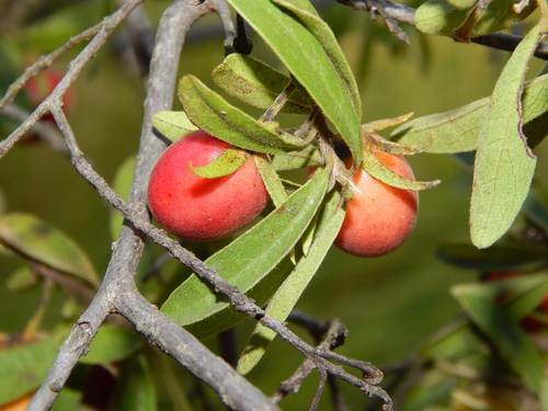 Ximenia caffra
