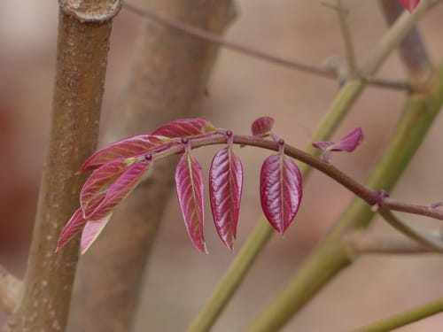 Xylia xylocarpa — photo