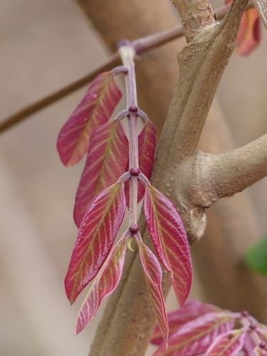 Xylia xylocarpa — photo