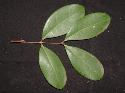 Xylocarpus granatum (Cannonball mangrove) — photo