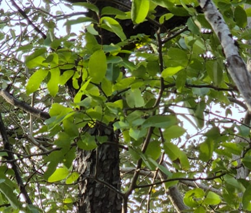 Xylocarpus moluccensis (Puzzle tree) — photo
