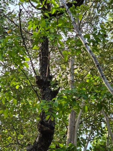 Xylocarpus moluccensis (Puzzle tree) — photo