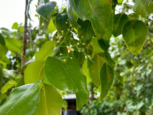 Xylocarpus rumphii — photo