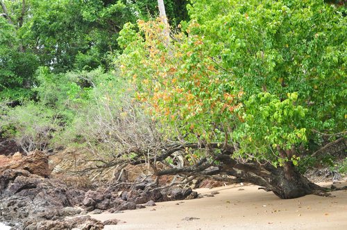 Xylocarpus rumphii