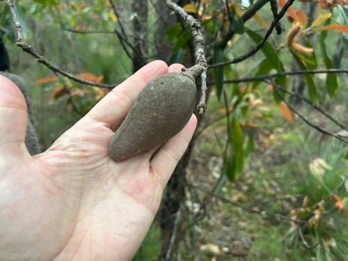 Xylomelum pyriforme (Woody Pear) — photo