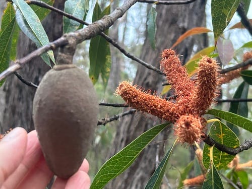 Xylomelum pyriforme (Woody Pear) — photo