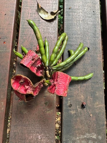 Xylopia aethiopica (Guinea Pepper) — photo