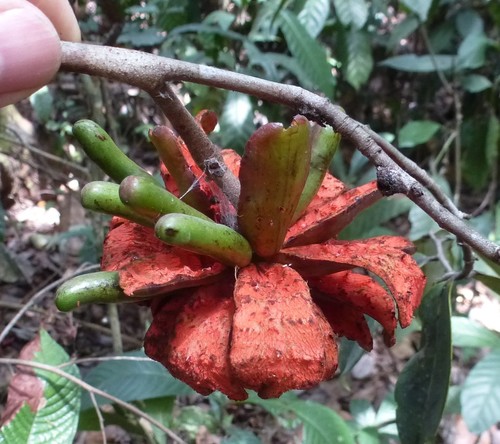 Xylopia aethiopica