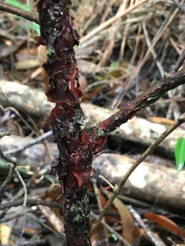 Xylopia brasiliensis — photo