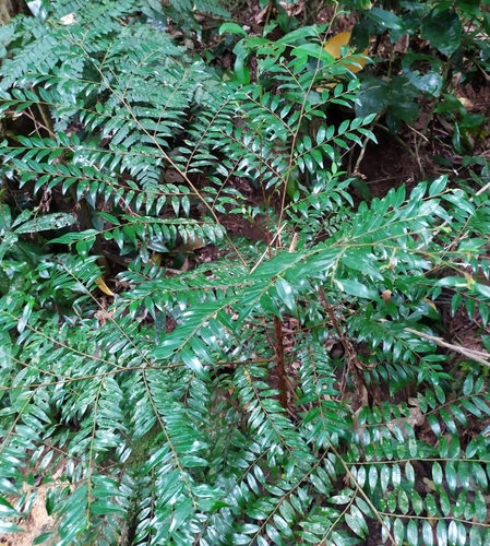 Xylopia brasiliensis