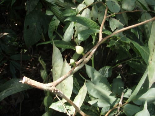 Xylopia cuspidata — photo