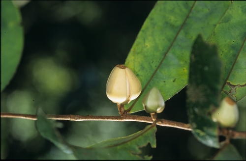 Xylopia cuspidata