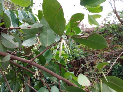 Xylopia elliotii