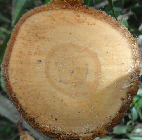 Xylopia frutescens (Malagueto chico) — photo