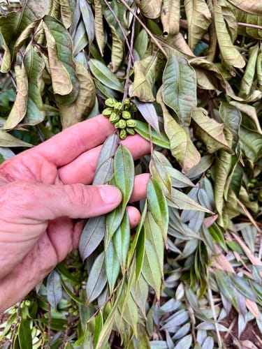 Xylopia frutescens (Malagueto chico) — photo