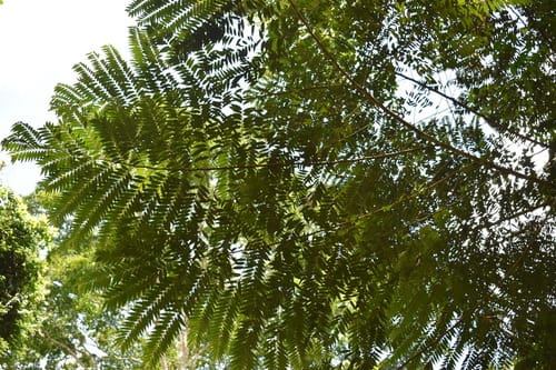 Xylopia hypolampra — photo
