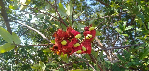Xylopia hypolampra