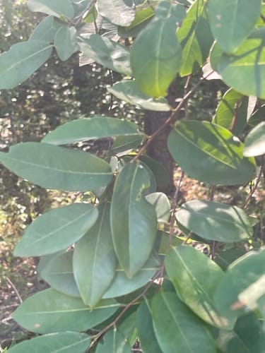 Xylopia parviflora — photo