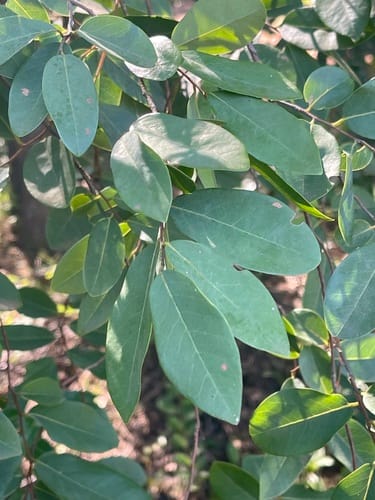 Xylopia parviflora — photo