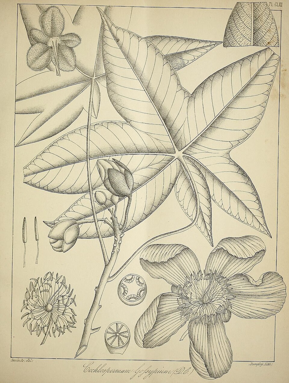 Xylopia parvifolia — photo